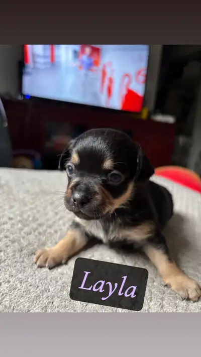 Chihuahua Mixed Pups, View more