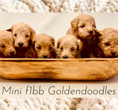 ***Update: 3 left!*** This beautiful litter of mini f1bb golden doodle puppies will be ready to join...