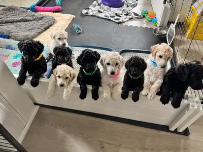 Standard Poodle litter announcement, View more
