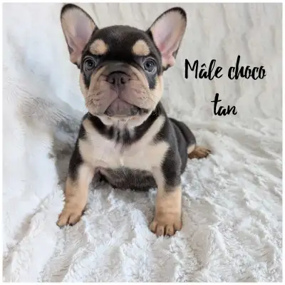 Bouledogue français / french bulldog, View more