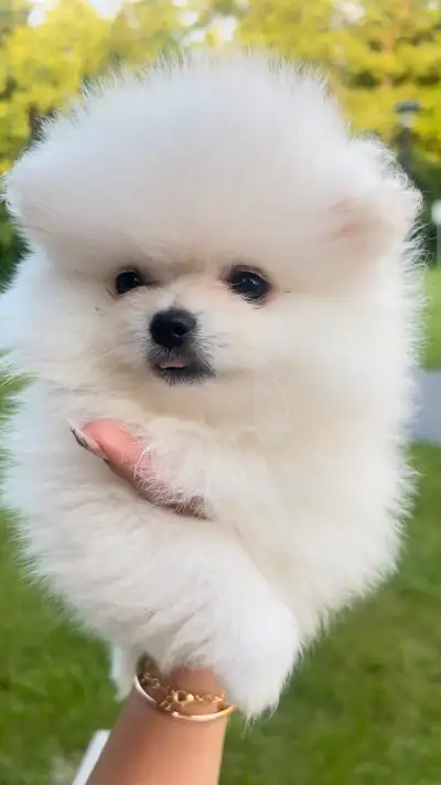 Tiny Pomeranian, View more