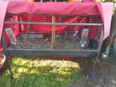 MINI NETHERLAND DWARF BUNNIES AND CAGE, View more