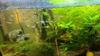Platy à vendre, View more