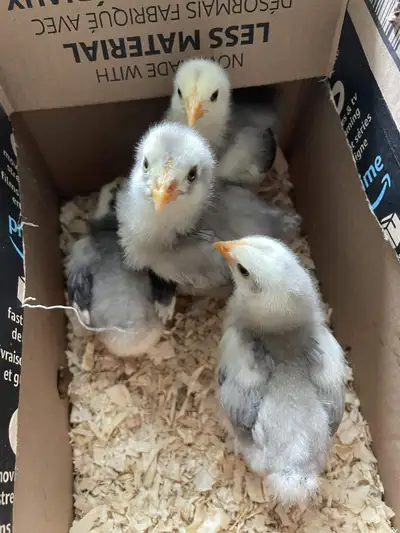 Standard Blue Mottled and Lavender Brahma Chicks, View more