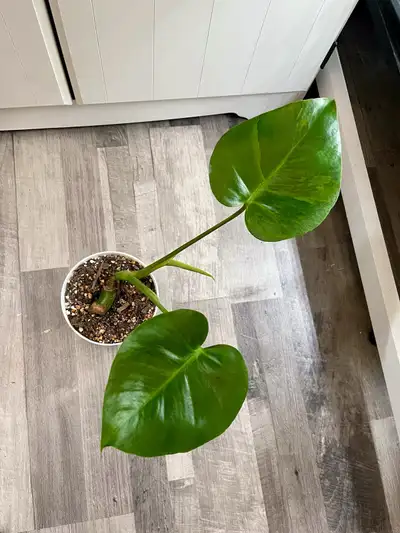 green on green monstera and mint, View more