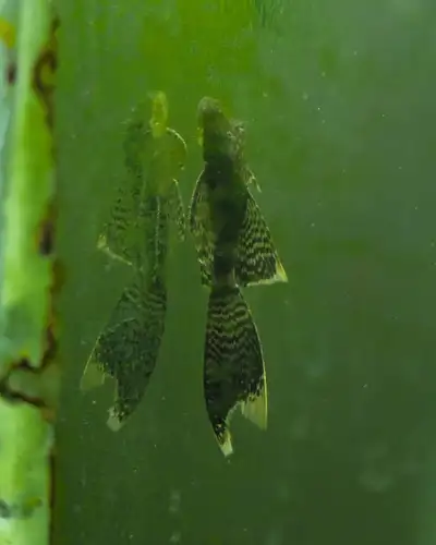 Longfin bristlenose pleco $20, View more