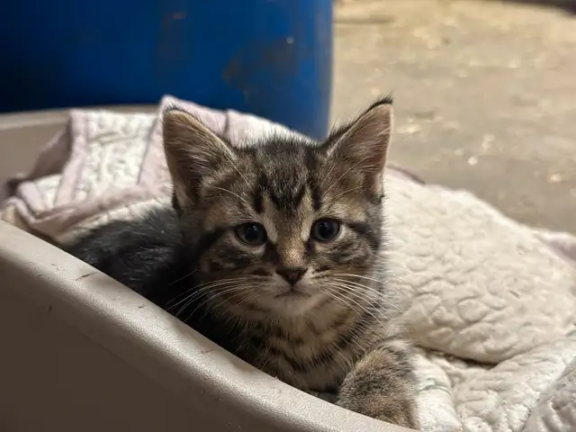 Chatons sans race spécifique in Cats & Kittens for Rehoming in Laurentides - Image 2