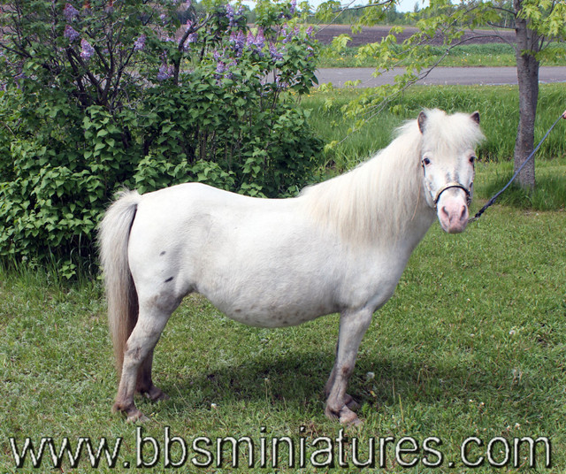 kit couple de chevaux miniatures appaloosa aucun lien de parenté dans Chevaux et poneys à adopter  à Drummondville - Image 4