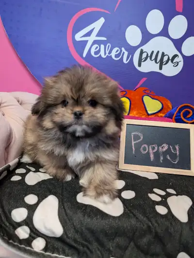 Microchipped, vaccinated, dewormed and vet checked, that's how my pups will be leaving with their ne...