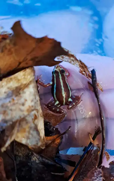 dart frog , View more