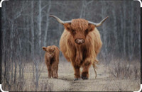 ISO Highland Cattle