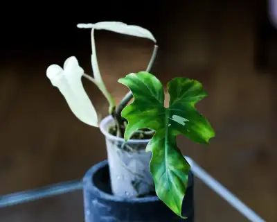 One leaf plant $60 and shipping $34.50