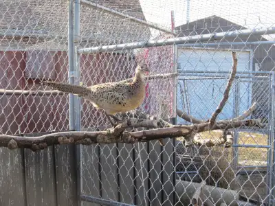 Ringneck Pheasant Breeding Trio, View more