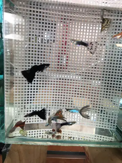 10 Male Guppies for $20, View more