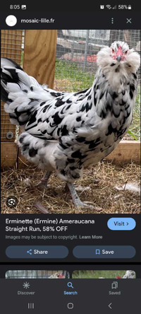 Looking for Ameruacana pullets