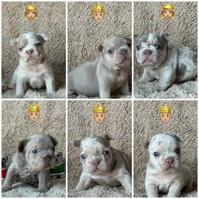 Rare Isabella & Tan Color French bulldogs - Bouledogue Francais, View more