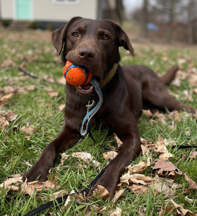 Labradors Entraîner / Trained Labradors dans Chiens et chiots à adopter  à Laval/Rive Nord