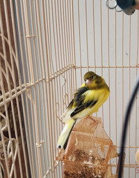 Beautiful male canary