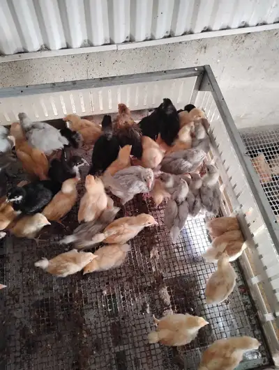 chicks!!, View more