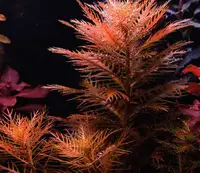 Aquarium plant red