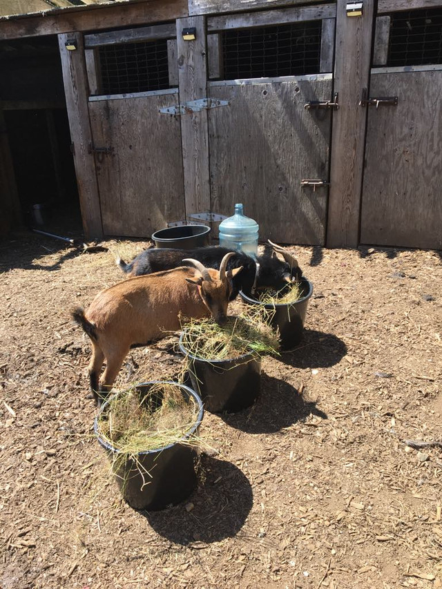 2 Nigerian Dwarf Goats, Male and Pregnant Female for sale! in Livestock in Mission