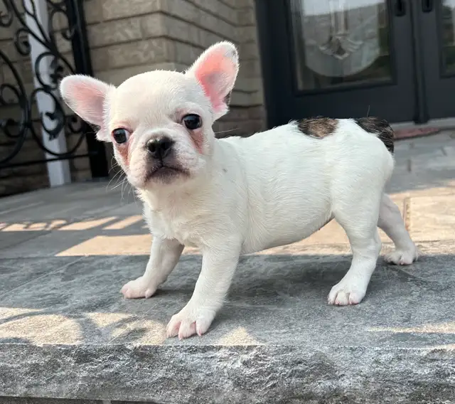 French Bulldog Female in Dogs & Puppies for Rehoming in Oakville / Halton Region - Image 10