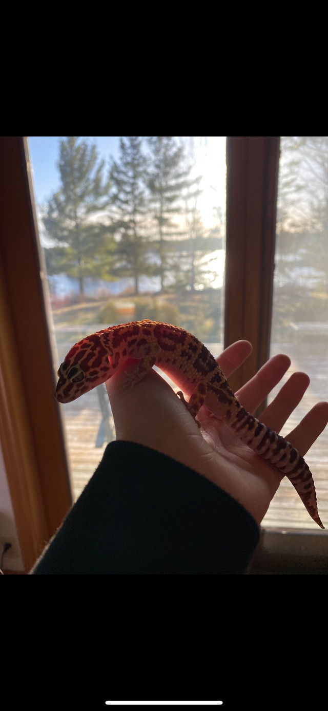 Reptile rehome  in Reptiles & Amphibians for Rehoming in City of Halifax