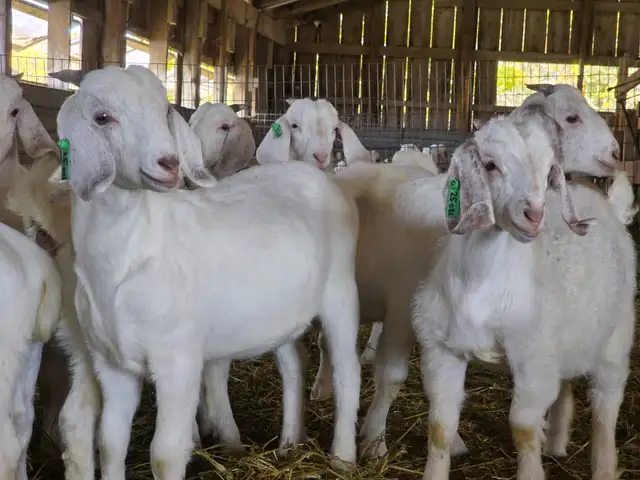 Premium Savannah Breeding Stock (Goat Doelings) For Sale in Livestock in Owen Sound - Image 6