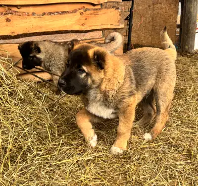 WILL NOT REPLY TO IS THIS PET AVAILABLE NO PET HOMES WORKING HOME ONLY Grizz is 5 months old and 65l...