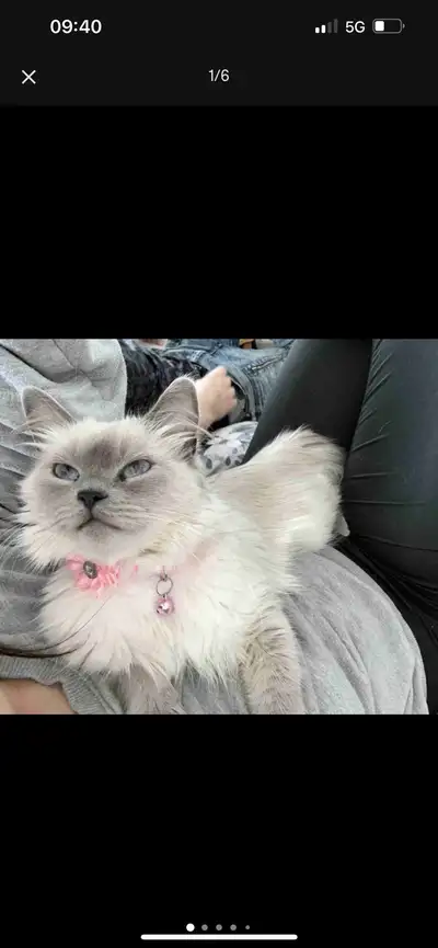 Chatte ragdoll, View more