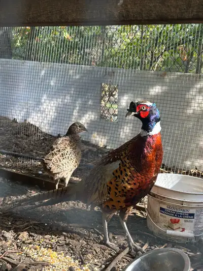  Pheasant for sale , View more