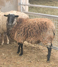 Romanov 1yr old ram