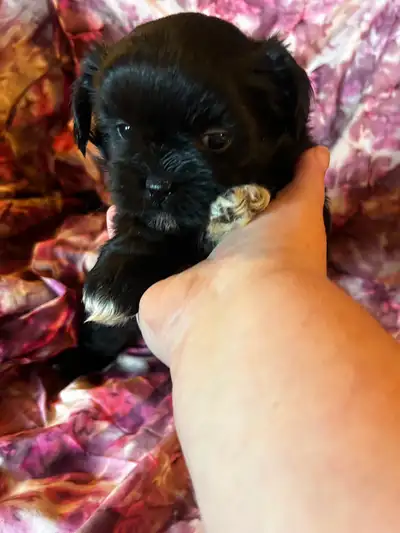only 1  black Shih Tzu Boy puppy left SOLD, View more