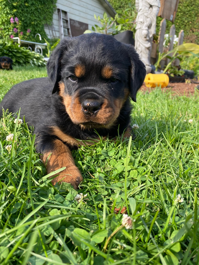 chiots rottweiler dans Chiens et chiots à adopter  à Granby
