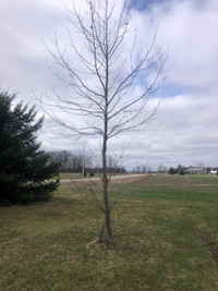 American Sycamore Trees -FREE