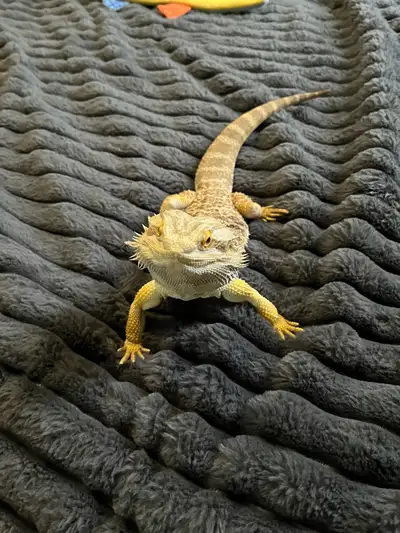 2 year old Bearded dragon, View more