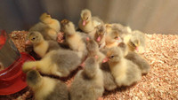 Embden Goslings available now
