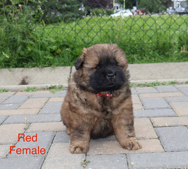 Purebred Chow Chow Puppies – 3 Males & 2 Females  in Birds for Rehoming in Calgary - Image 3