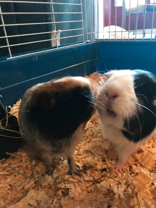 Guinea pigs in Small Animals for Rehoming in Fort McMurray - Image 4