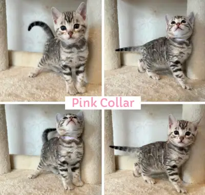 TICA Registered Bengal Kittens, View more