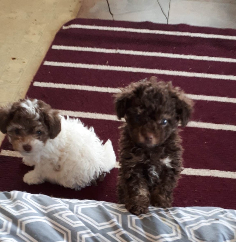 toy poodle puppies Dogs & Puppies for Rehoming Gatineau Kijiji