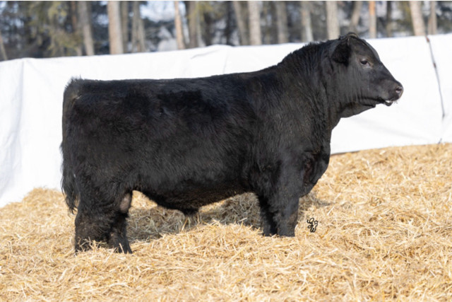 Black Angus Bulls For Sale in Livestock in Quesnel - Image 2