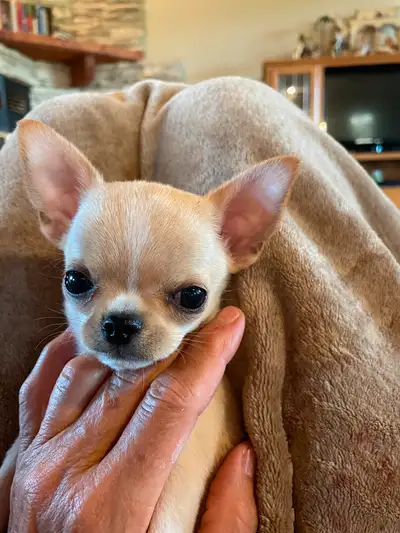 ⭐️❤️⭐️ CHIHUAHUA PUPPIES ❤ GORGEOUS & PUREBRED ❤️⭐️❤️, View more