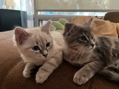 Pure breed Siberian kittens rehome, View more