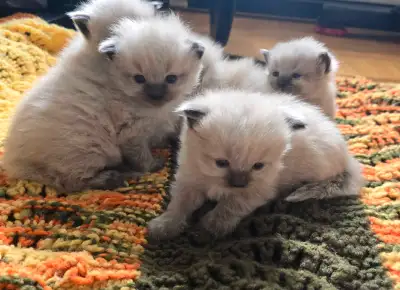 Adorable Ragdoll kittens for sale!