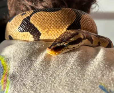 Ball python, View more