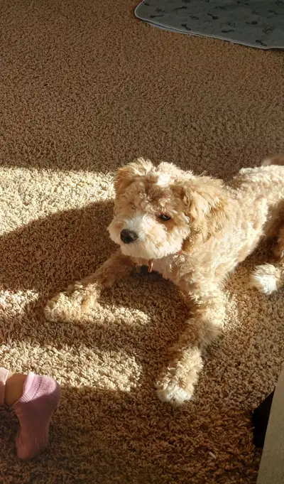 PENDING 1-Year-Old Hypoallergenic Cavapoo Rehoming, View more