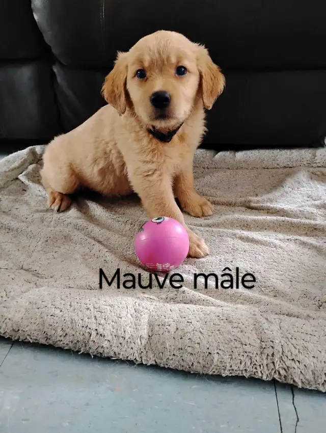 chiot golden retriever roux doré pure race prêt à partir in Dogs & Puppies for Rehoming in Lanaudière - Image 2