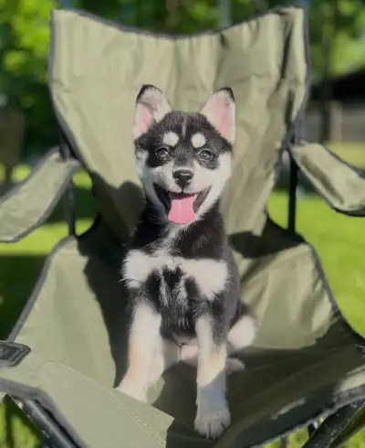 Pomsky puppy, View more