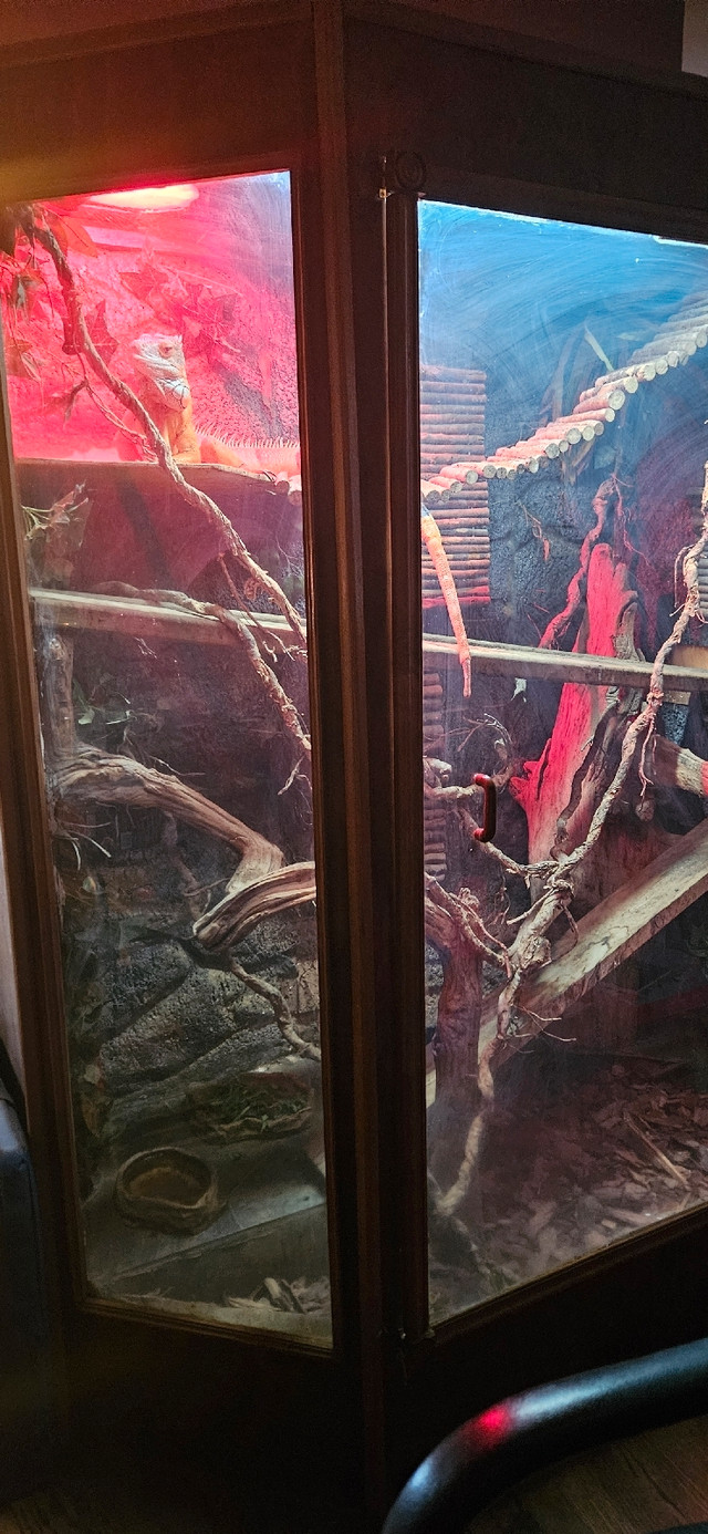Iguana and custom made enclosure  in Reptiles & Amphibians for Rehoming in Calgary - Image 3